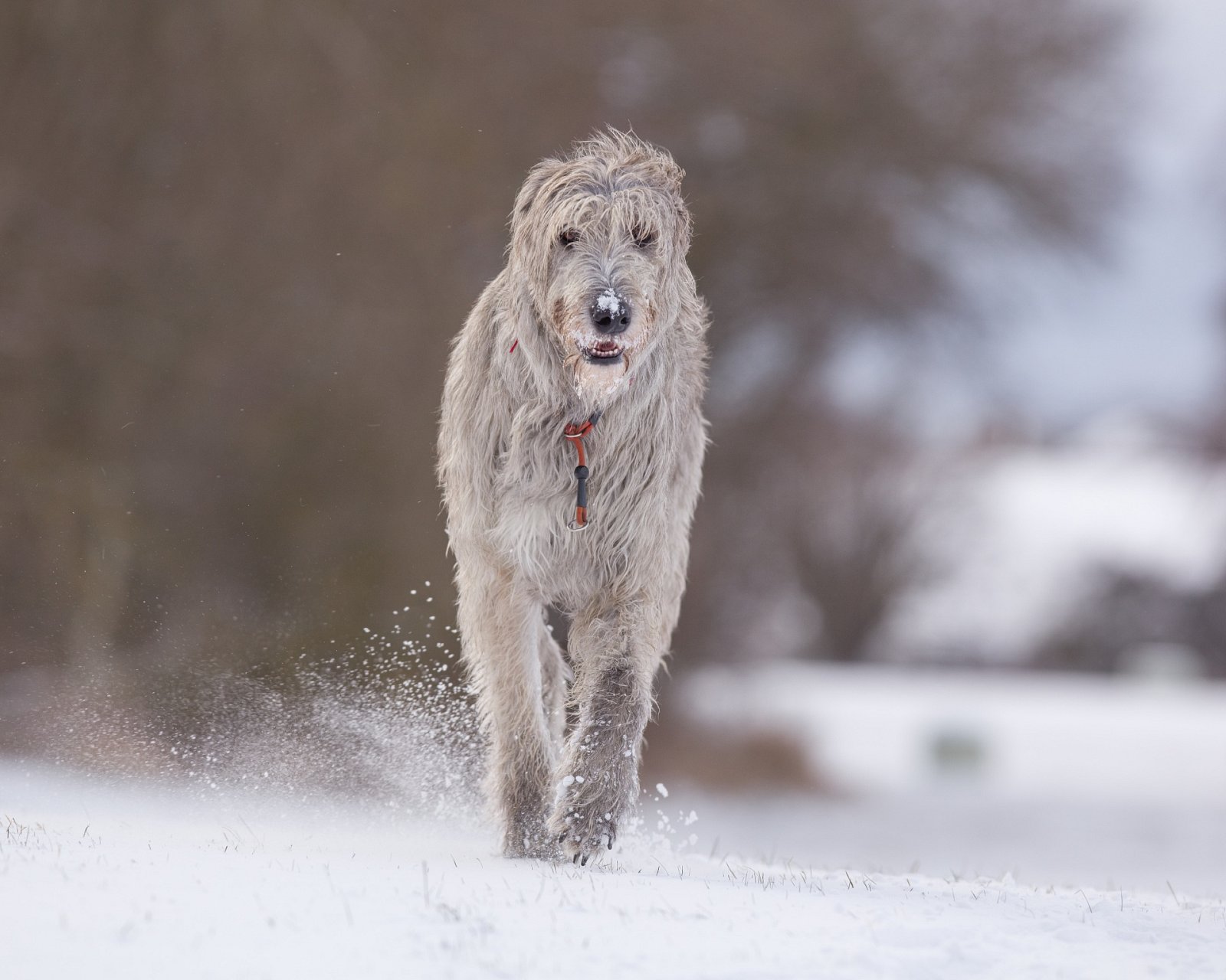 zmrazky na tlapkách