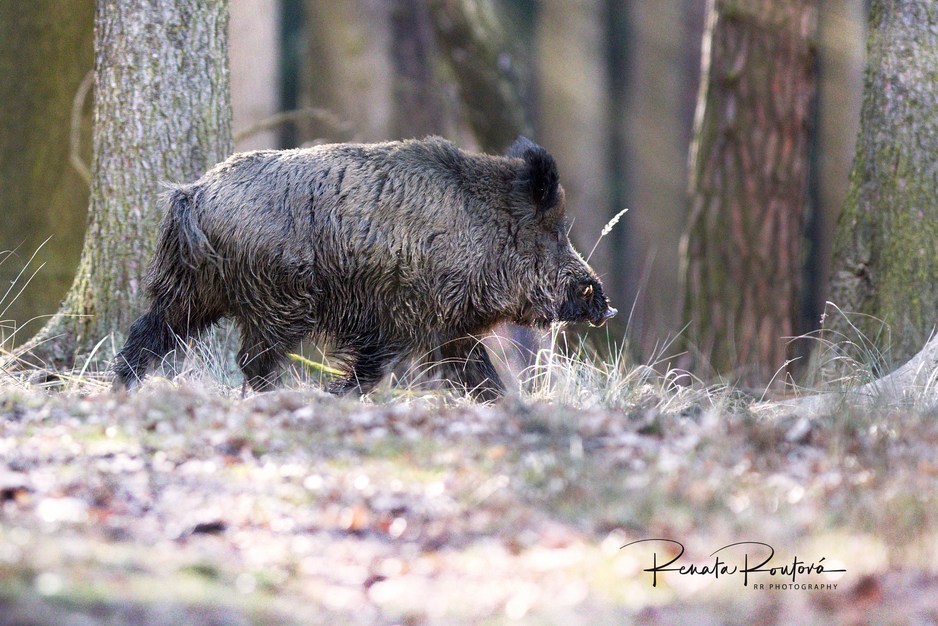 a wildboar crossing the forest path
