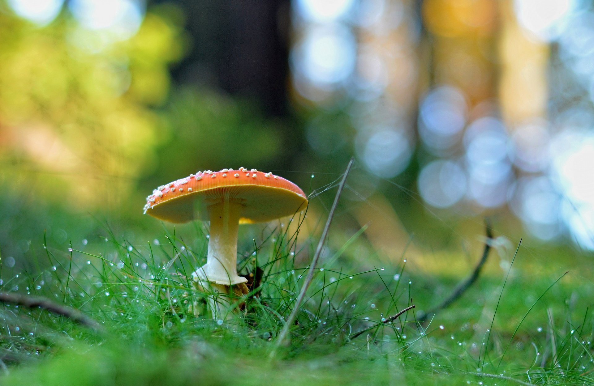 fly agaric toadstool in dewy grass