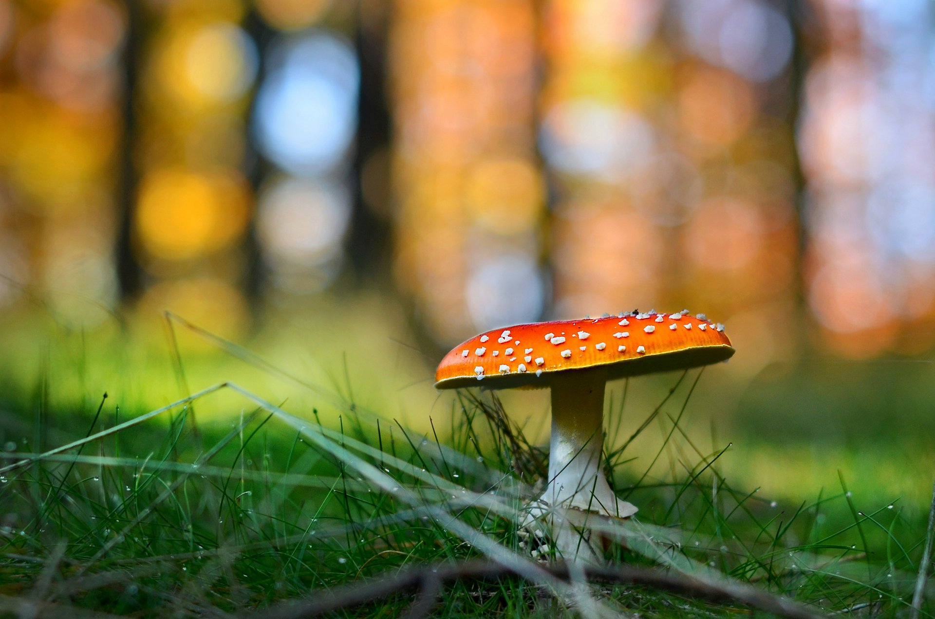 amanita muscaria