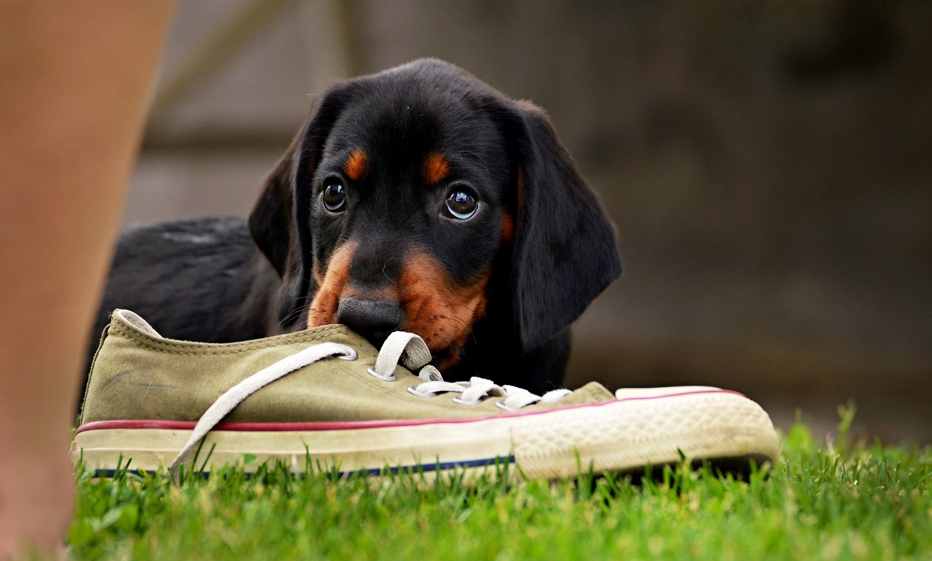 a puppy tastes a Converse shoe