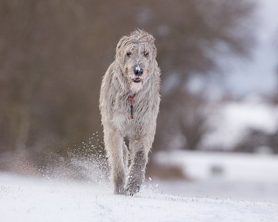 zmrazky na tlapkách