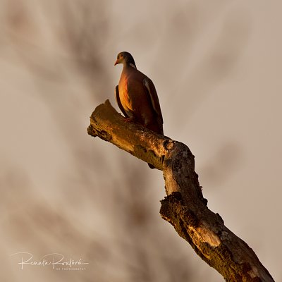 a wood pigeon perching on a dry branch, i had never seen before such a golden one