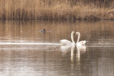 swans as a symbol of the faithful love