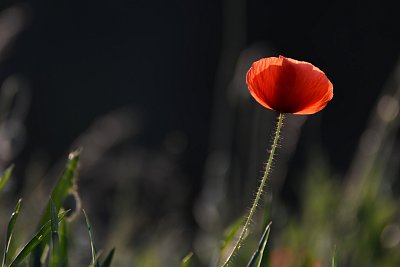 a shining red poppy flower on the black background