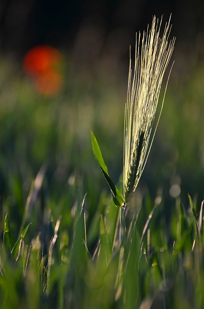 unripe wheat